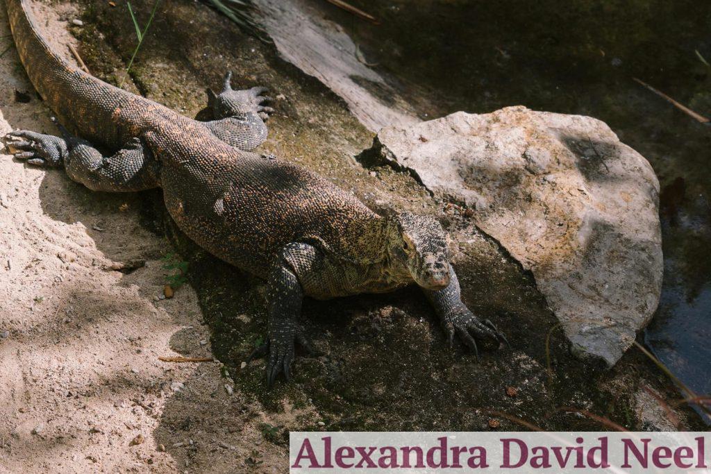 alimentar a un dragon de comodo